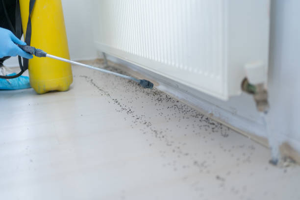 Professional Pest Control in Vienna, IL