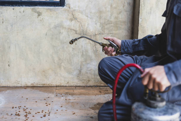 Wasp Removal Services in Vienna, IL